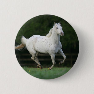 Appaloosa Horse Running 1 6 Cm Round Badge