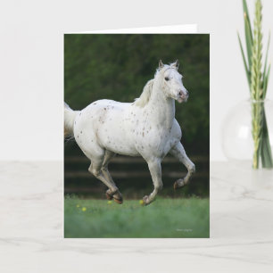 Appaloosa Horse Running 1 Card