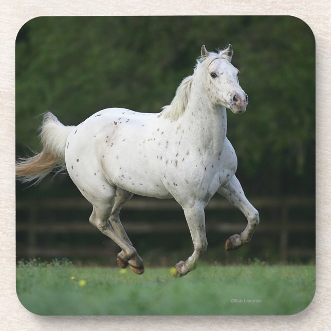 Appaloosa Horse Running 1 Coaster (Front)