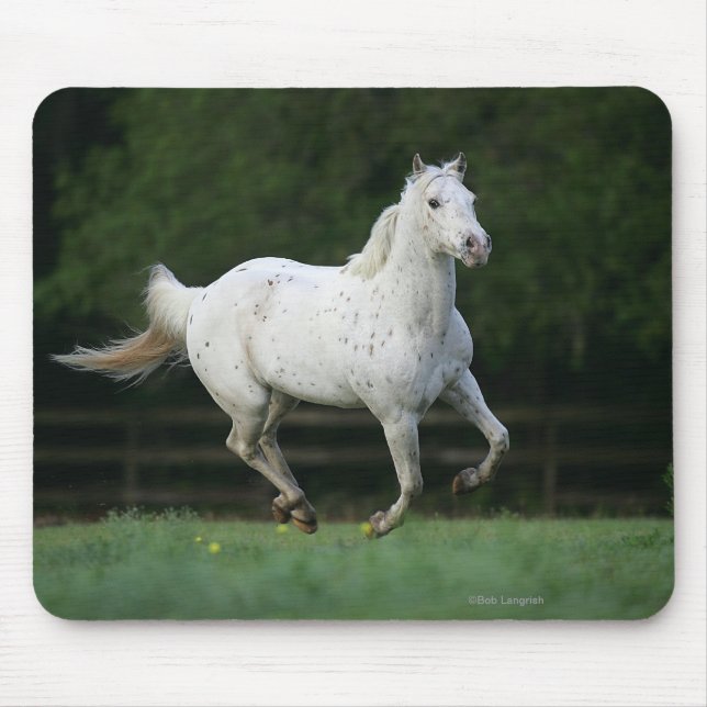 Appaloosa Horse Running 1 Mouse Pad (Front)