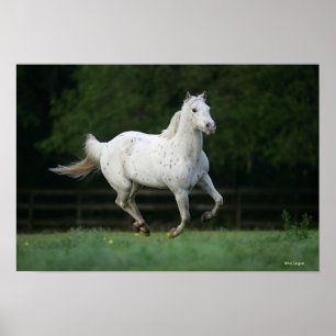 Appaloosa Horse Running 1 Poster