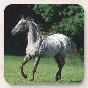 Appaloosa Horse Running 2 Coaster