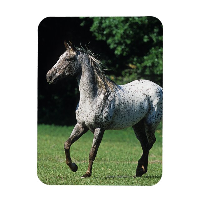 Appaloosa Horse Running 2 Magnet (Vertical)