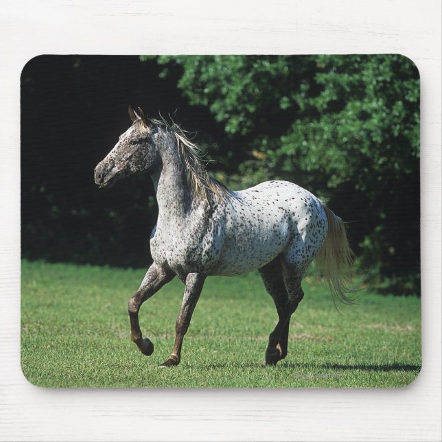Appaloosa Horse Running 2 Mouse Pad (Front)