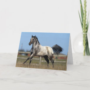 Appaloosa Horse Running 3 Card