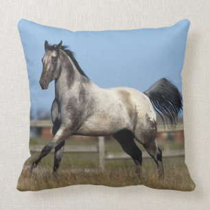 Appaloosa Horse Running 3 Cushion