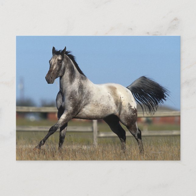 Appaloosa Horse Running 3 Postcard (Front)