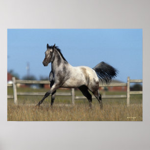 Appaloosa Horse Running 3 Poster