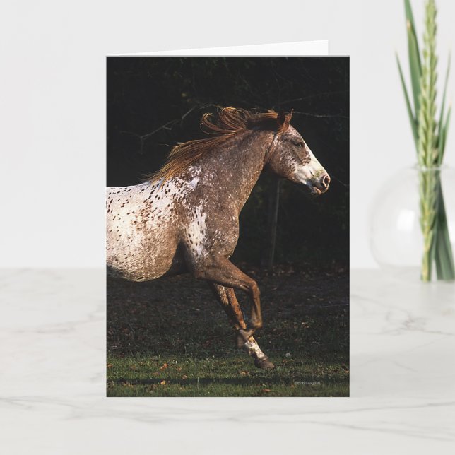 Appaloosa Horse Running 4 Card (Front)