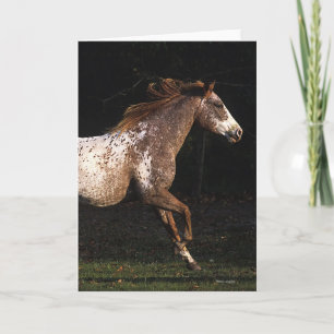 Appaloosa Horse Running 4 Card