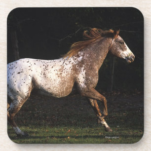 Appaloosa Horse Running 4 Coaster