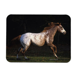 Appaloosa Horse Running 4 Magnet