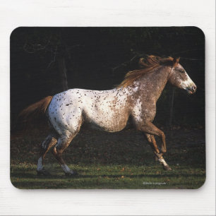 Appaloosa Horse Running 4 Mouse Pad