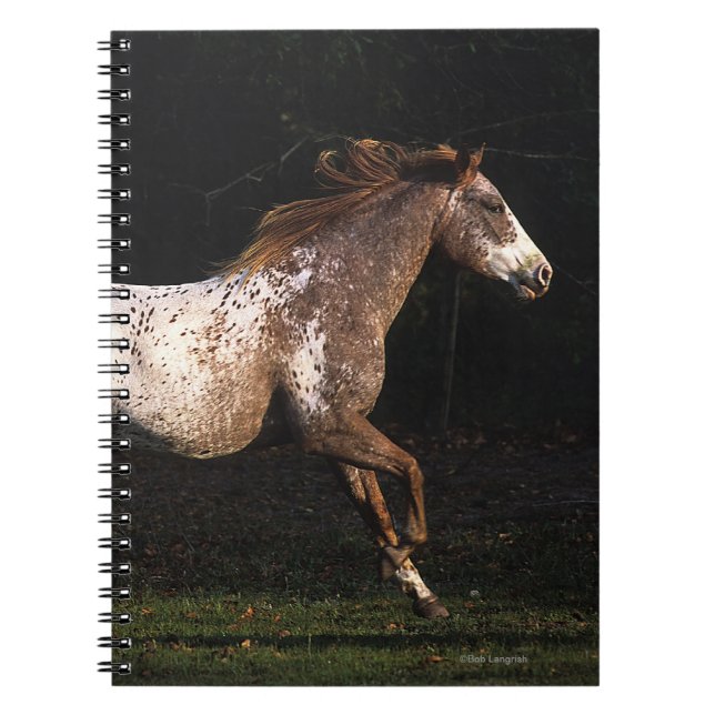 Appaloosa Horse Running 4 Notebook (Front)