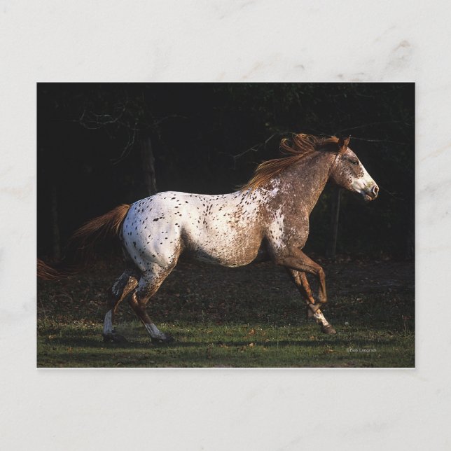 Appaloosa Horse Running 4 Postcard (Front)