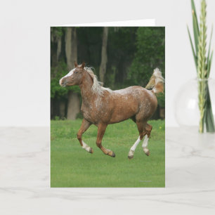 Appaloosa Horse Running Card