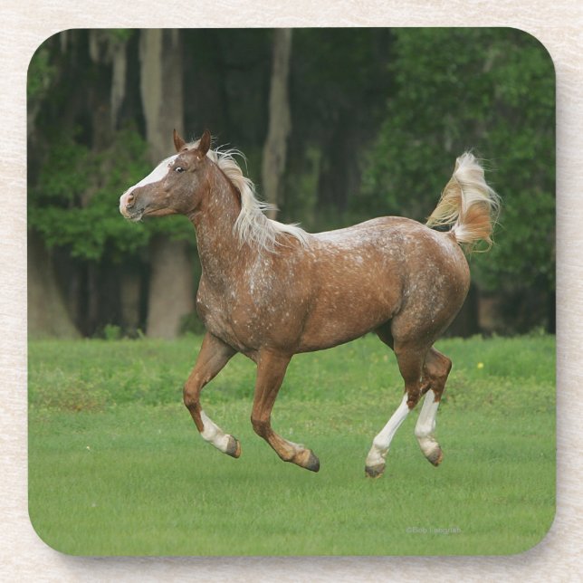 Appaloosa Horse Running Coaster (Front)