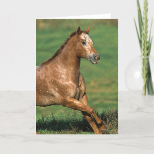Appaloosa Horse Running in Grassy Field Card