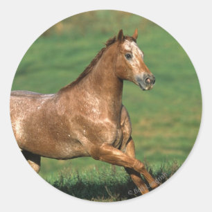 Appaloosa Horse Running in Grassy Field Classic Round Sticker