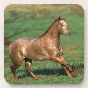 Appaloosa Horse Running in Grassy Field Coaster