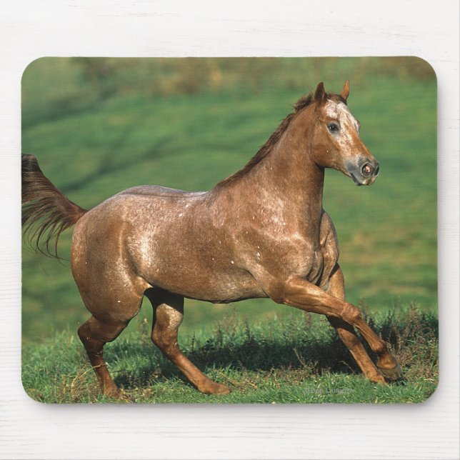 Appaloosa Horse Running in Grassy Field Mouse Pad (Front)