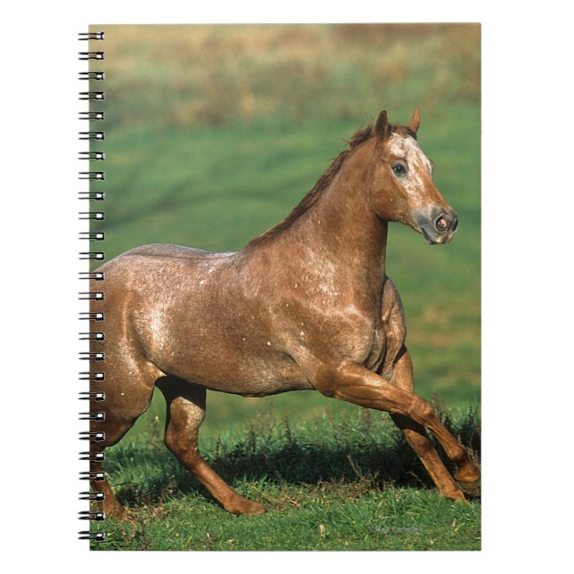 Appaloosa Horse Running in Grassy Field Notebook (Front)