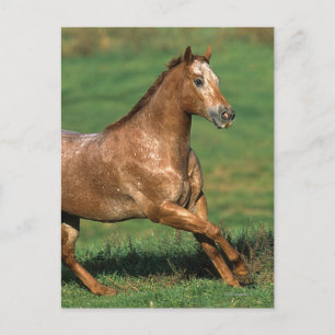 Appaloosa Horse Running in Grassy Field Postcard