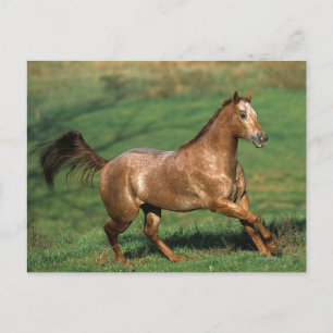 Appaloosa Horse Running in Grassy Field Postcard