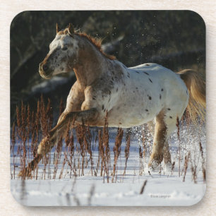 Appaloosa Horse Running in the Snow Coaster