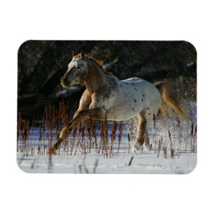 Appaloosa Horse Running in the Snow Magnet