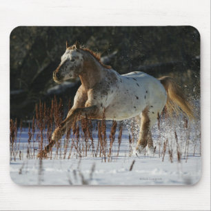 Appaloosa Horse Running in the Snow Mouse Pad