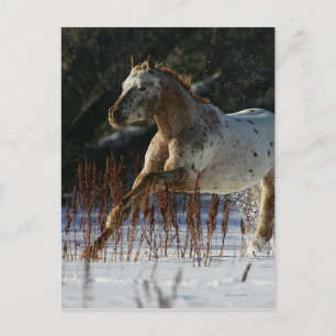 Appaloosa Horse Running in the Snow Postcard