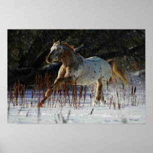 Appaloosa Horse Running in the Snow Poster