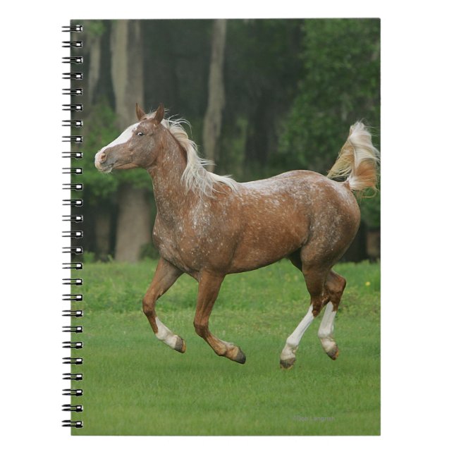 Appaloosa Horse Running Notebook (Front)