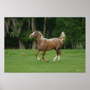 Appaloosa Horse Running Poster