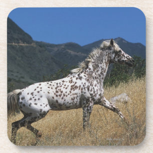 Appaloosa Horse Running up Mountain Coaster