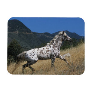 Appaloosa Horse Running up Mountain Magnet
