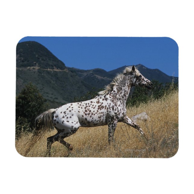 Appaloosa Horse Running up Mountain Magnet (Horizontal)