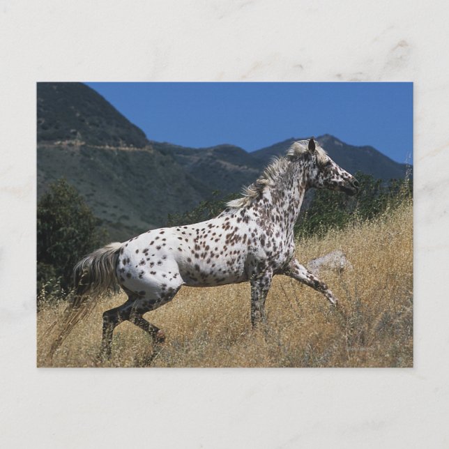 Appaloosa Horse Running up Mountain Postcard (Front)