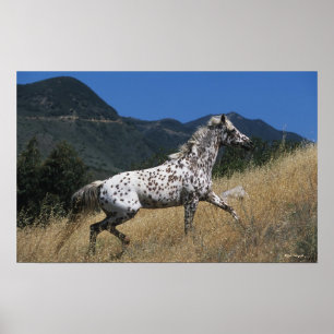 Appaloosa Horse Running up Mountain Poster