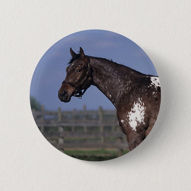 Appaloosa Horse Standing 6 Cm Round Badge (Front)