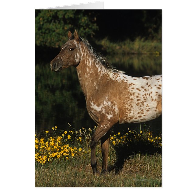 Appaloosa Horse Standing by Lake (Front)