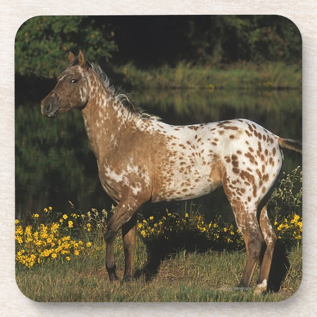 Appaloosa Horse Standing by Lake Coaster (Front)
