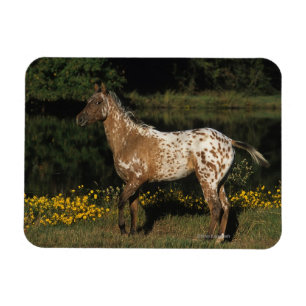 Appaloosa Horse Standing by Lake Magnet