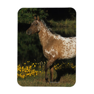 Appaloosa Horse Standing by Lake Magnet