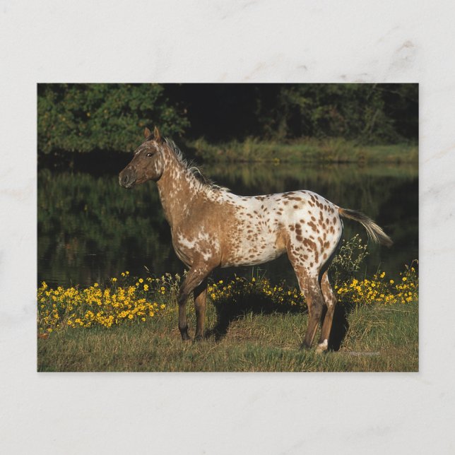 Appaloosa Horse Standing by Lake Postcard (Front)