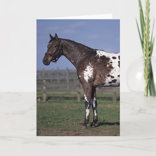 Appaloosa Horse Standing Card (Front)