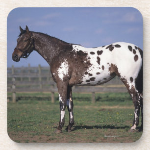 Appaloosa Horse Standing Coaster