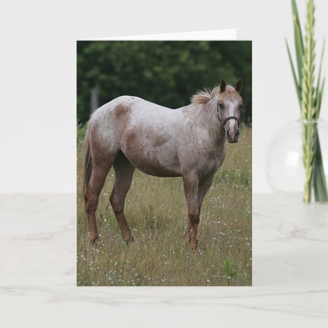 Appaloosa Horse Standing in the Grass Card (Front)