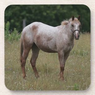 Appaloosa Horse Standing in the Grass Coaster